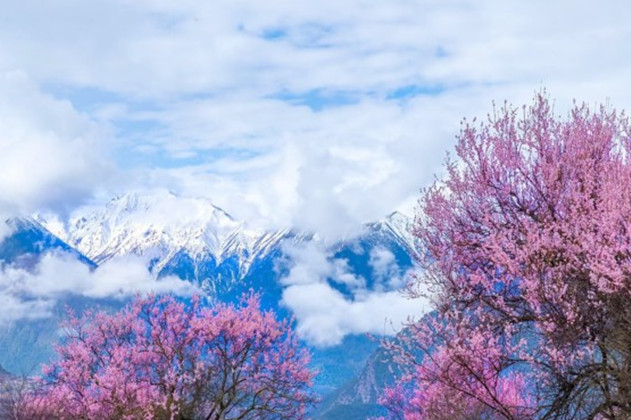 西藏林芝桃花节旅游线路